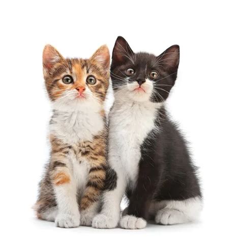 cat stock photo|1,881,400+ Cats Stock Photos, Pictures & Royalty.